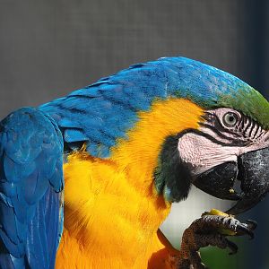Blue-and-gold macaw (Ara ararauna), 2023-04-30