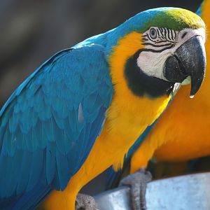 Blue-and-gold macaw (Ara ararauna), 2023-04-30