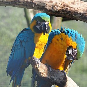 Blue-and-gold macaws (Ara ararauna), 2023-04-30