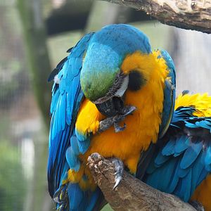 Blue-and-gold macaw (Ara ararauna), 2023-04-30