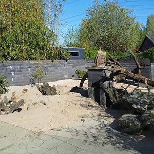 Meerkat exhibit, 2023-04-30