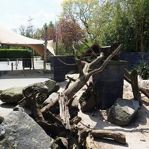 Meerkat exhibit, 2023-04-30