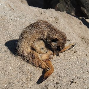 Meerkat (Suricata suricatta), 2023-04-30