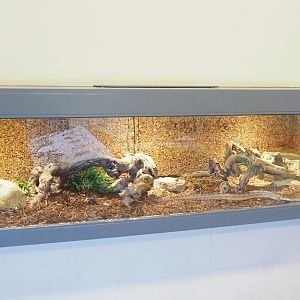 Corn snake terrarium, 2023-04-30