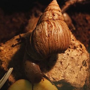 Giant African land snail (Lissachatina fulica), 2023-04-30