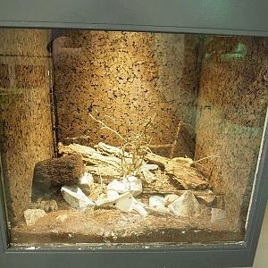 Chilean rose tarantula terrarium, 2023-04-30