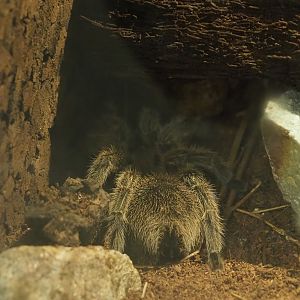 Chilean rose tarantula (Grammostola rosea), 2023-04-30
