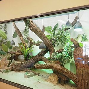 Green iguana terrarium, 2023-04-30