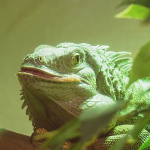 Common green iguana (Iguana iguana), 2023-04-30