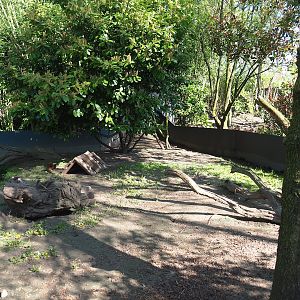 Asian small-clawed otter exhibit, 2023-04-30v