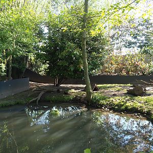 Asian small-clawed otter exhibit, 2023-04-30