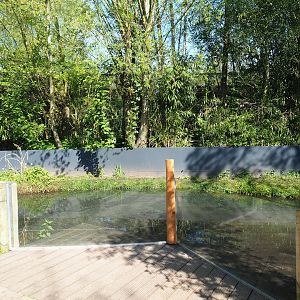 Asian small-clawed otter exhibit, pond, 2023-04-30