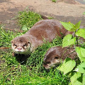 Asian small-clawed otters (Aonyx cinereus), 2023-04-30