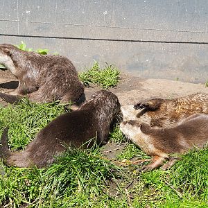 Asian small-clawed otters (Aonyx cinereus), 2023-04-30