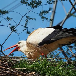 European white stork (Ciconia ciconia), 2023-04-30