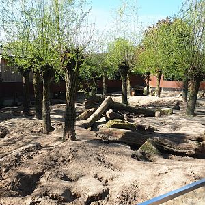 North African crested porcupine and Banded mongoose exhibit, 2023-04-30