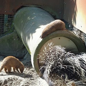 North African crested porcupine (Hystrix cristata) and Banded mongoose (Mungos mungo), 2023-04-30