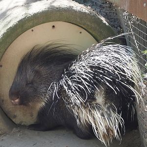 North African crested porcupine (Hystrix cristata), 2023-04-30