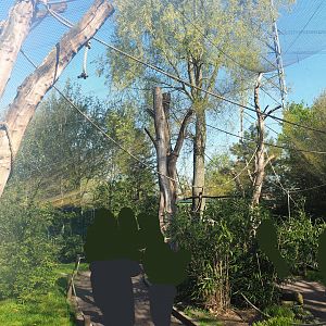 Ring-tailed lemur and Red ruffed lemur walkthrough exhibit, 2023-04-30