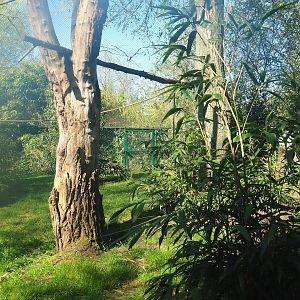 Ring-tailed lemur and Red ruffed lemur walkthrough exhibit, 2023-04-30