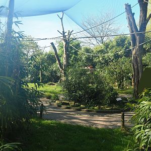 Ring-tailed lemur and Red ruffed lemur walkthrough exhibit, 2023-04-30