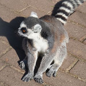 Ring-tailed lemur (Lemur catta), 2023-04-30