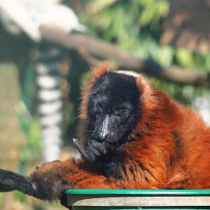 Red ruffed lemur (Varecia rubra), 2023-04-30