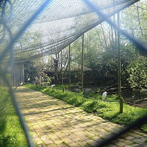 Eurasian spoonbill and Western cattle egret aviary, 2023-04-30