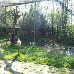 Eurasian spoonbill and Western cattle egret aviary, 2023-04-30