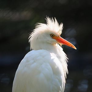 Western cattle egret (Bubulcus ibis), 2023-04-30