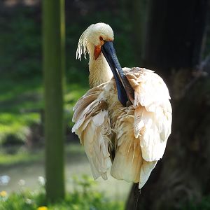 Eurasian Spoonbill (Platalea leucorodia), 2023-04-30