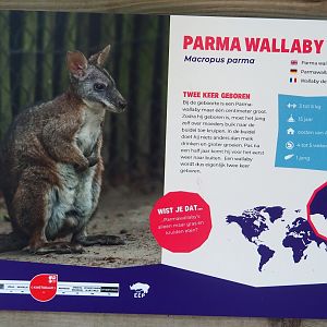 Example of species signage - Parma wallaby, 2023-04-30