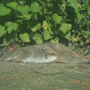 Parma wallaby (Notamacropus parma), 2023-04-30