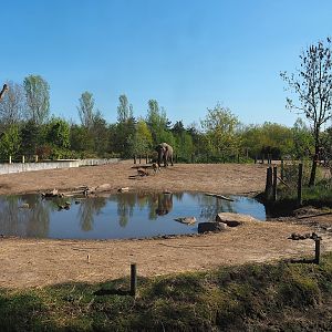 Asian elephant, Chital, Red deer and Crab-eating macaque exhibit, 2023-04-30