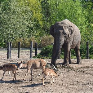 Asian elephant (Elephas maximus), Central European red deer (Cervus elaphus hippelaphus) and Chital (Axis axis), 2023-04-30