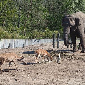 Asian elephant (Elephas maximus), Central European red deer (Cervus elaphus hippelaphus) and Chital (Axis axis), 2023-04-30