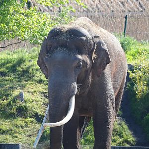 Asian elephant bull (Elephas maximus), 2023-04-30