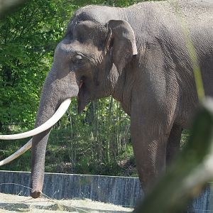 Asian elephant bull (Elephas maximus), 2023-04-30