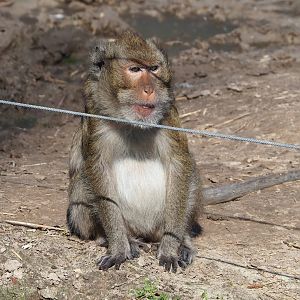 Crab-eating macaque (Macaca fascicularis), 2023-04-30