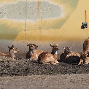 Chitals (Axis axis), 2023-04-30