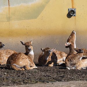 Chitals (Axis axis), 2023-04-30