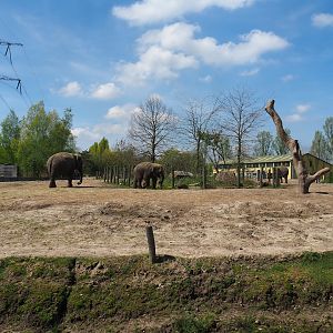 Asian elephant, Chital, Red deer and Crab-eating macaque exhibit, 2023-04-30