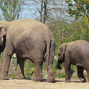 Asian elephants (Elephas maximus), 2023-04-30