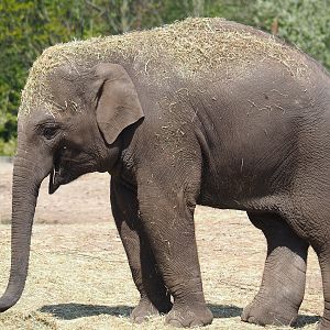 Asian elephant (Elephas maximus), 2023-04-30