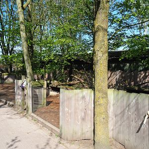 Raccoon dog exhibit, 2023-04-30