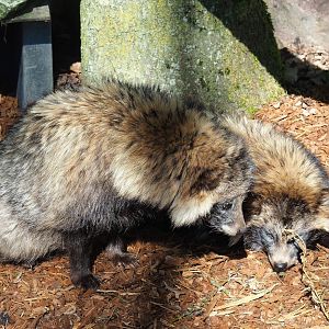 Raccoon dogs (Nyctereutes procyonoides), 2023-04-30