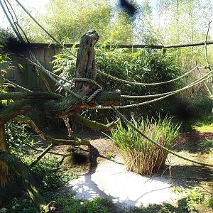 Java sparrow, Pied imperial pigeon and Golden pheasant aviary, 2023-04-30