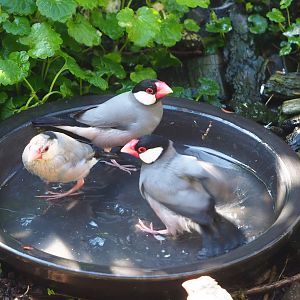 Java sparrows (Padda oryzivora) bathing, 2023-04-30