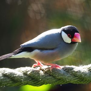 Java sparrows (Padda oryzivora), 2023-04-30