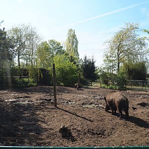 Central European wild boar exhibit, 2023-04-30